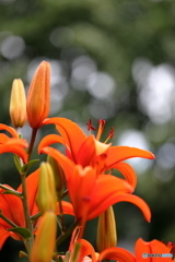 百合が原公園にて