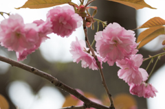 八重桜　７