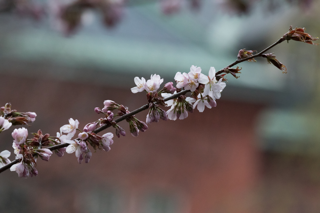 桜咲く３