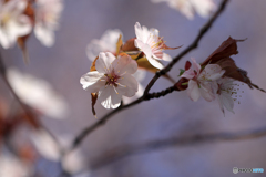 桜便り　No3