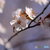 桜便り　No3