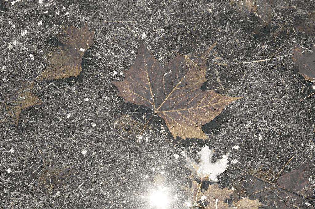 水の中の落ち葉