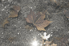 水の中の落ち葉