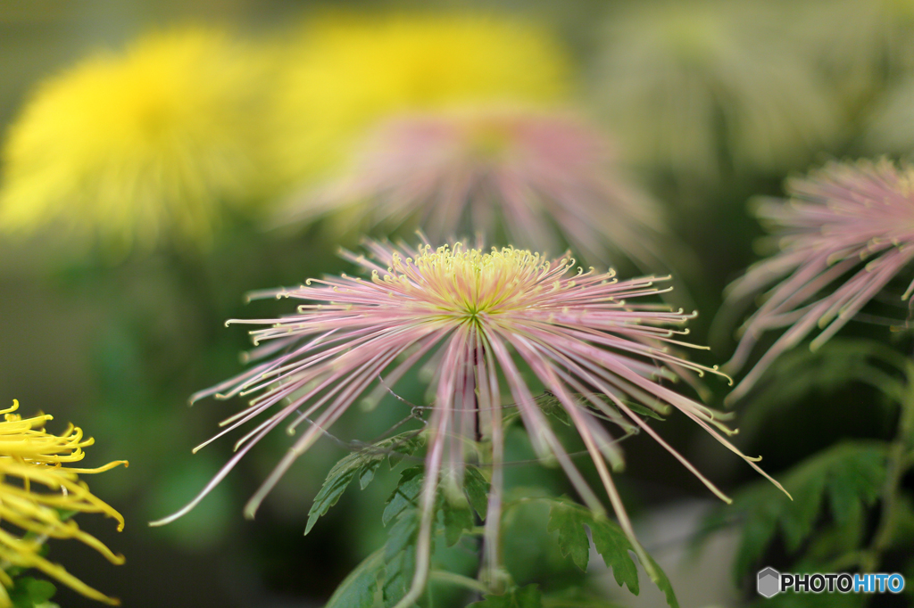 菊　展覧会４