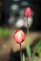 近くの公園を散歩です。