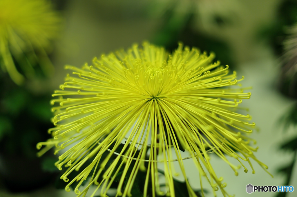 菊　展覧会６