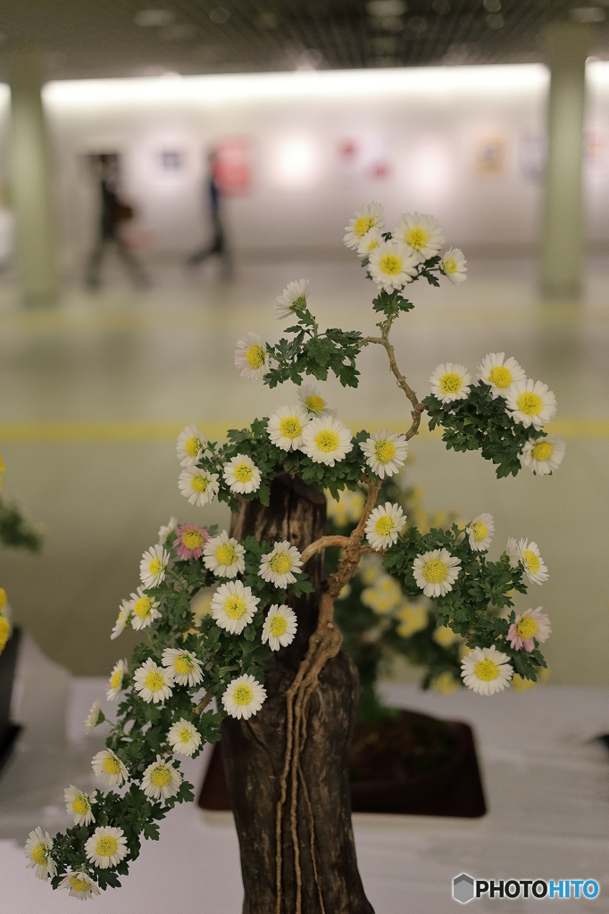 菊　展覧会７