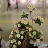 菊　展覧会７