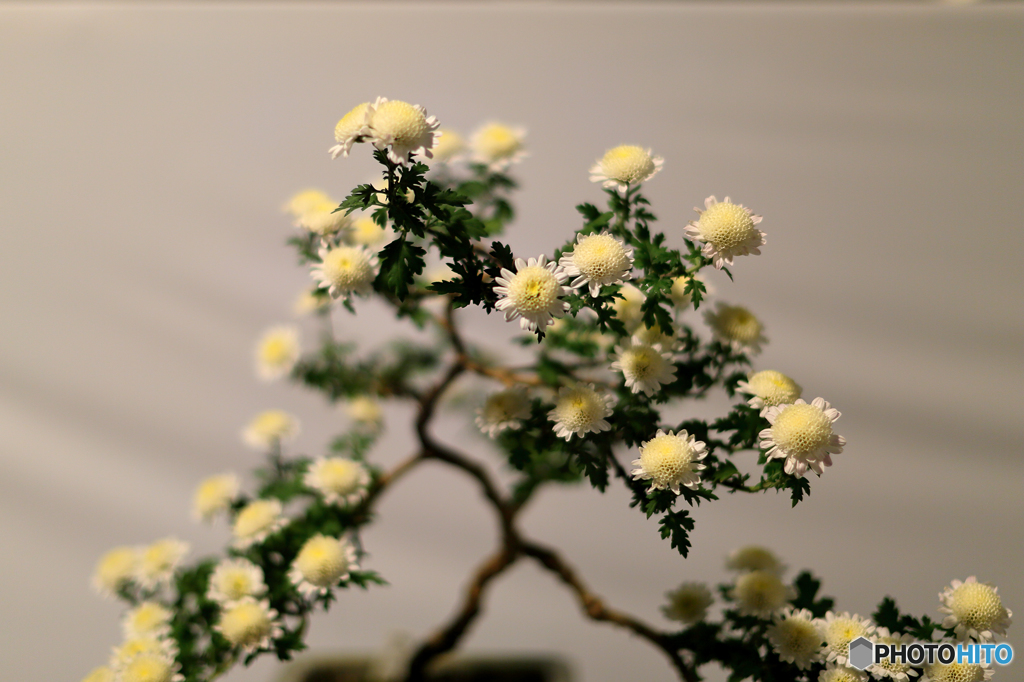 菊　展覧会１