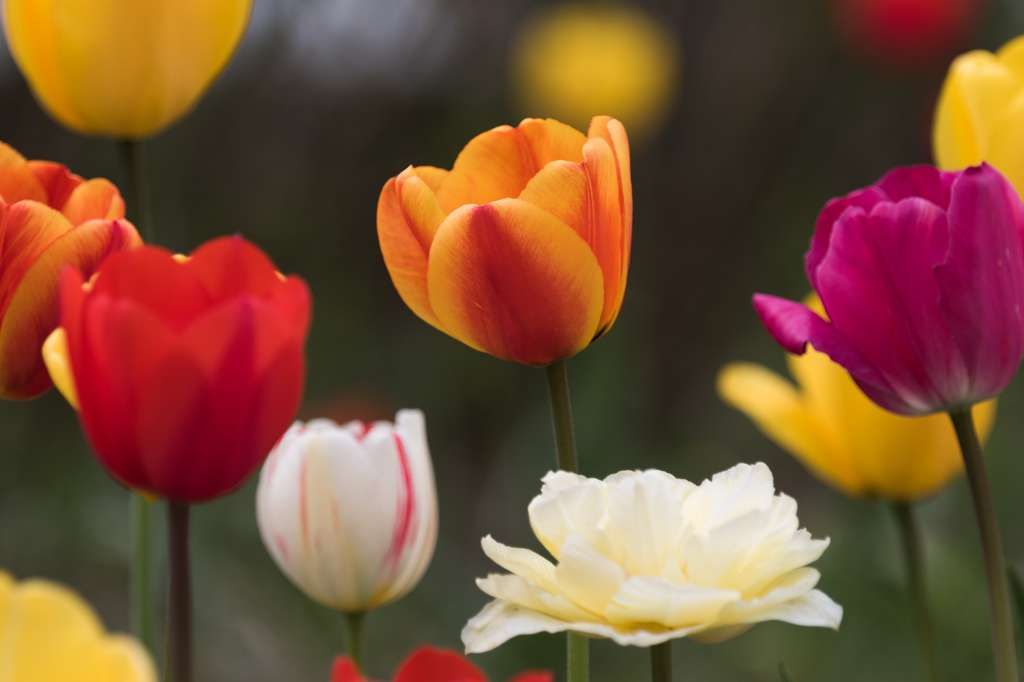 公園の花　チューリップ　４