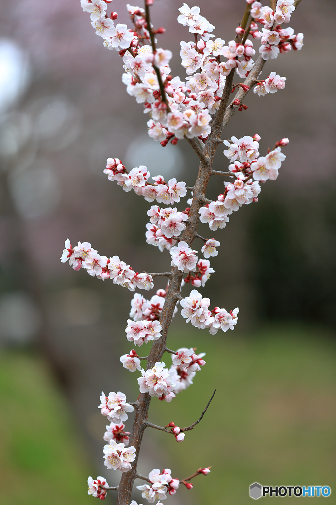 円山公園　梅3
