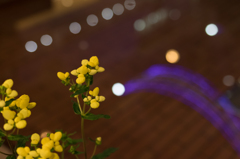 花と玉ボケ　４