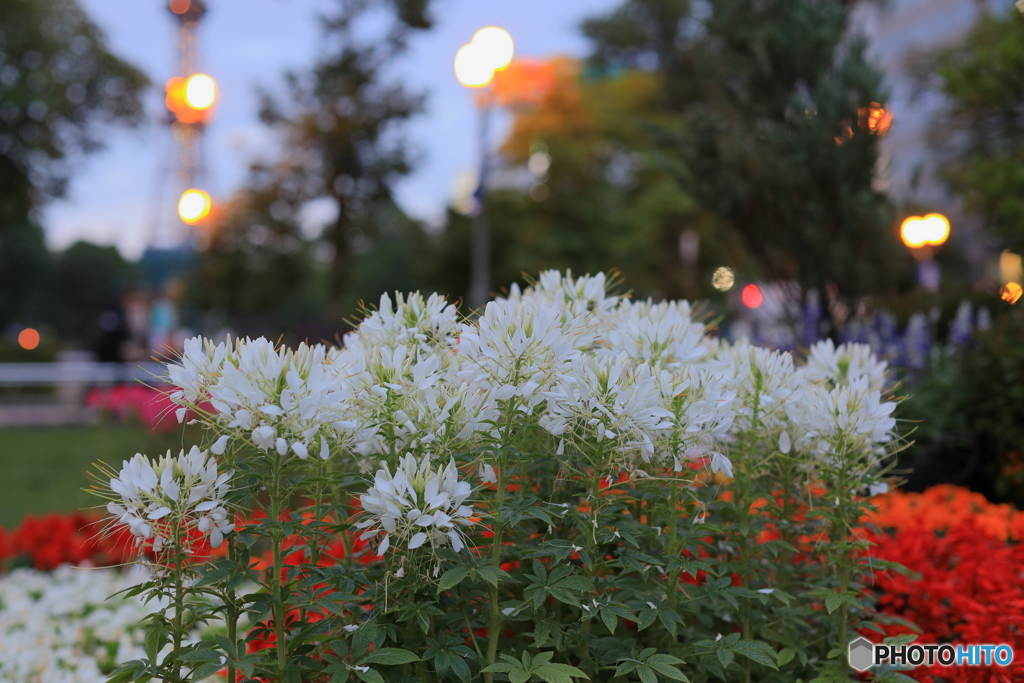 花フェスタ　花壇　その５