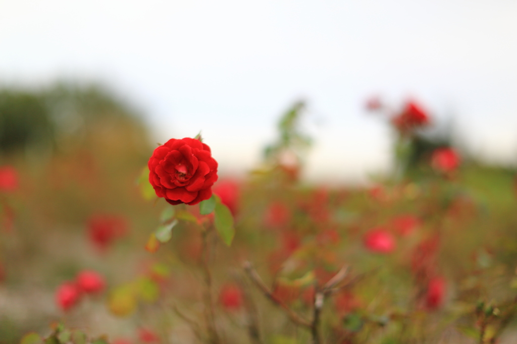 公園の1日　その１