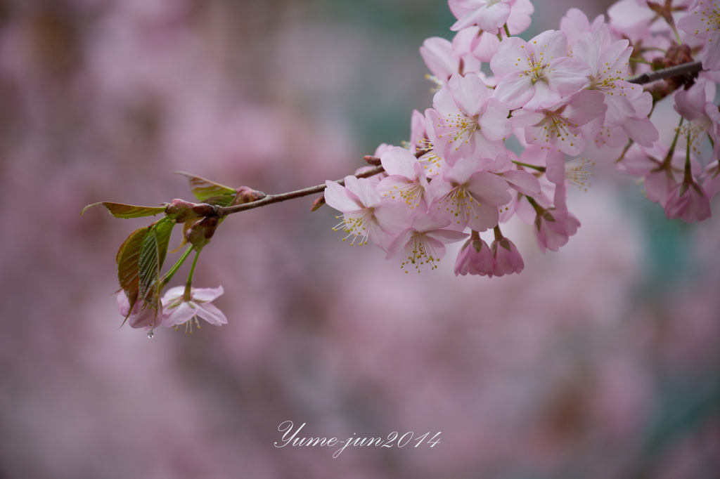 桜５