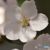桜便り　No7