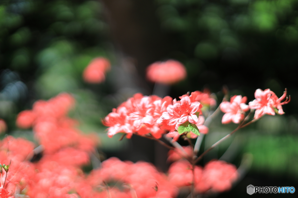 公園の風景　その７