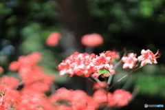 公園の風景　その７