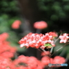 公園の風景　その７