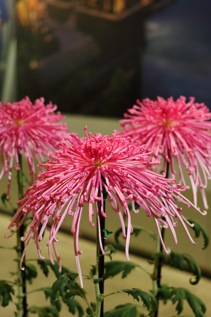 菊１