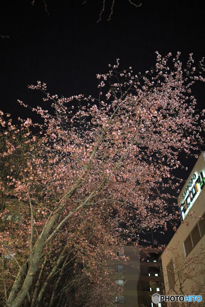 春が来た？　平成最後の桜　Ｎｏ1