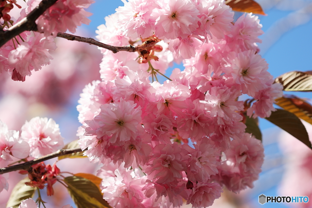 八重桜満開　その２