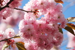 八重桜満開 その2