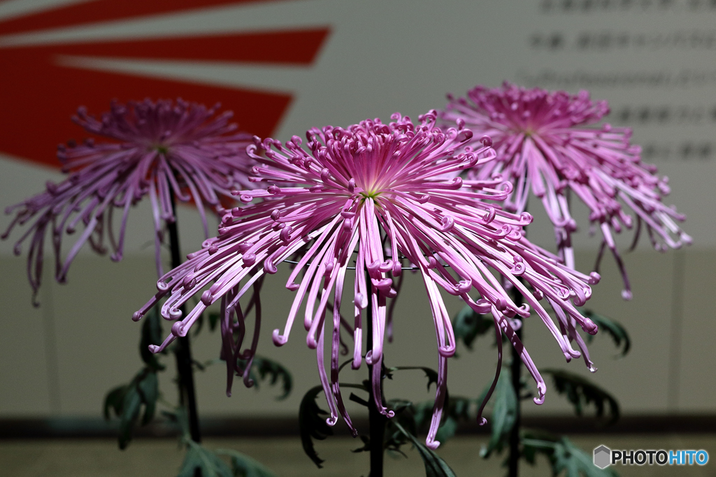 菊　展覧会８