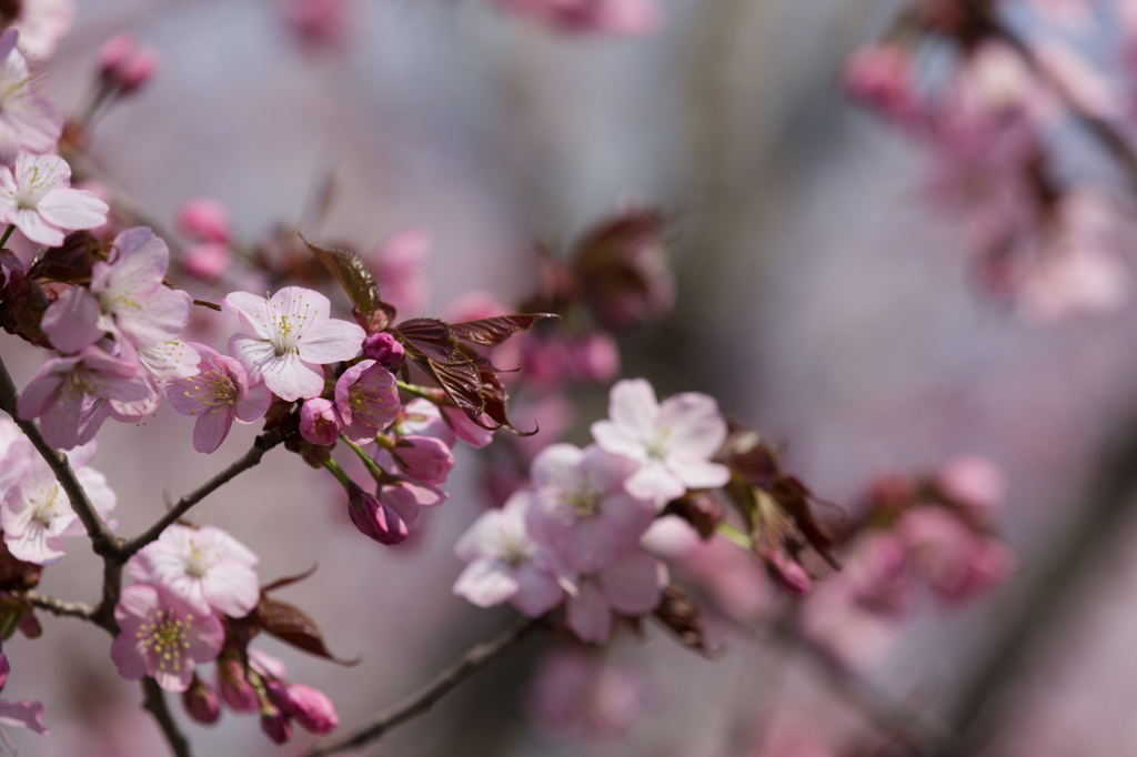 早すぎる桜　その２