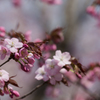早すぎる桜　その２