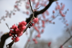 花見　札幌円山公園　No3