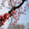 花見　札幌円山公園　No3