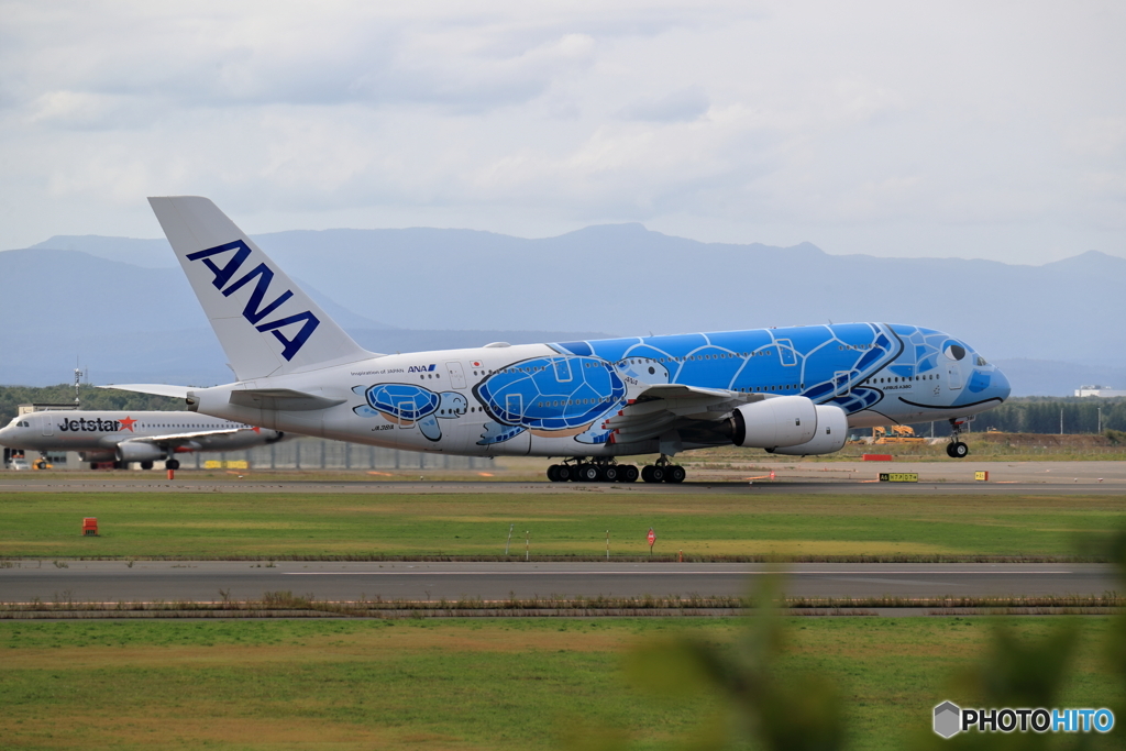 Flying Honu in 新千歳空港　No2