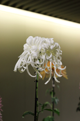 菊１０