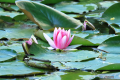 北海道庁の花　１