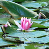 北海道庁の花　１