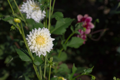 百合が原公園　ダリア５
