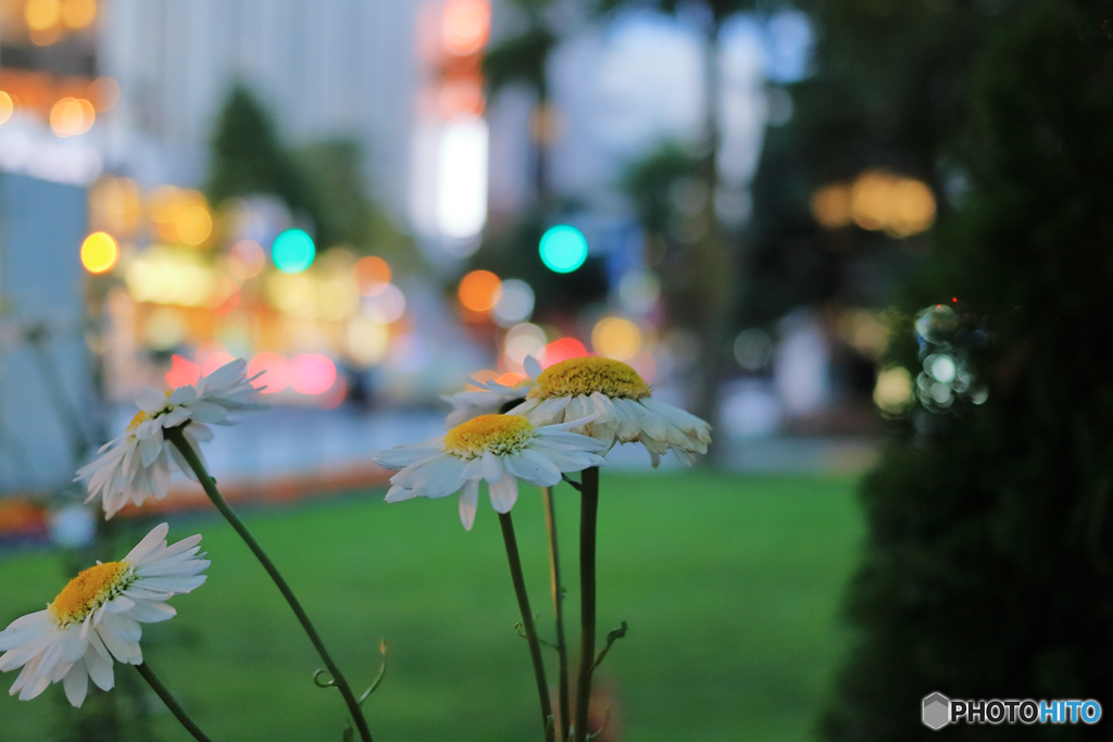 大通り公園の花　その１