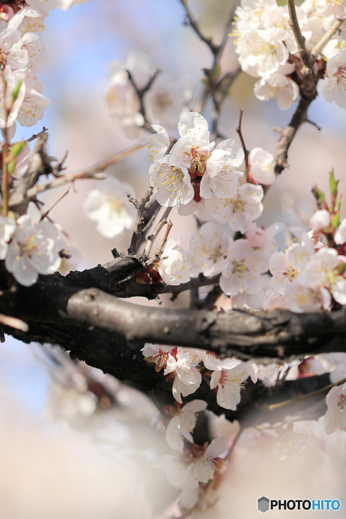 桜便り No11