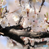 桜便り No11