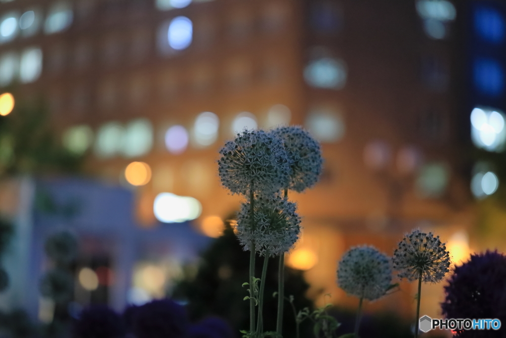 夜の大通り公園　その２