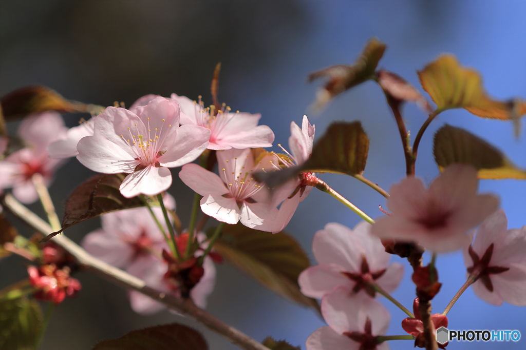 桜便り　No5
