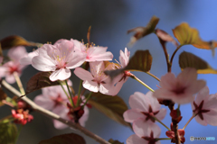 桜便り　No5