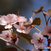 桜便り　No5