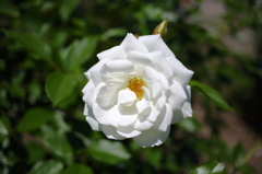 白いバラ