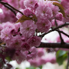 八重桜　２