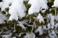 雪の重み　その２