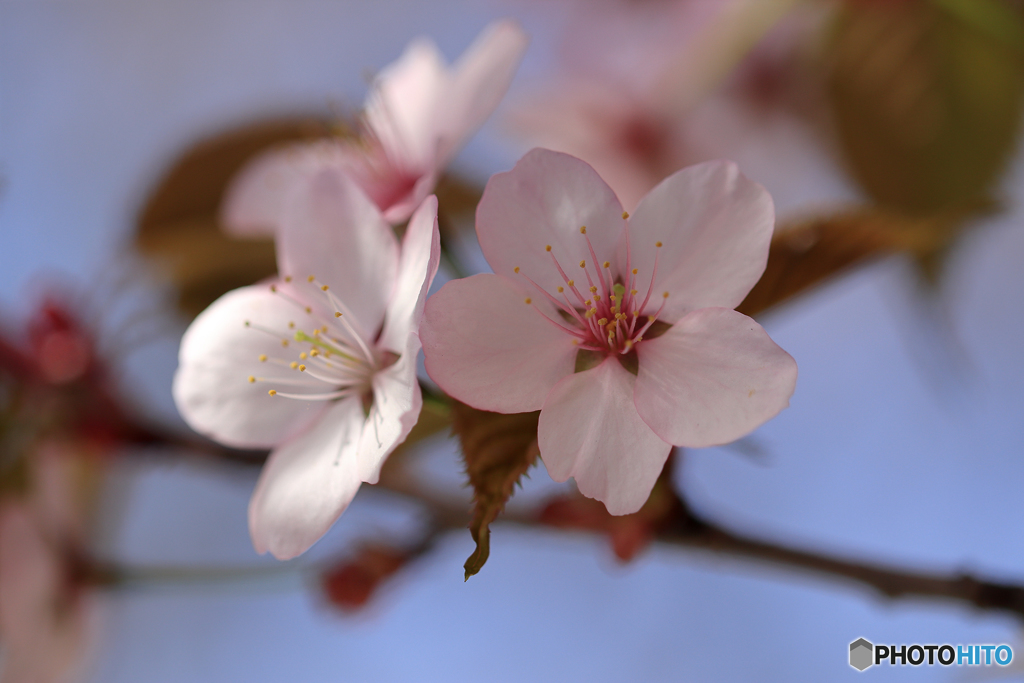桜便り　No6