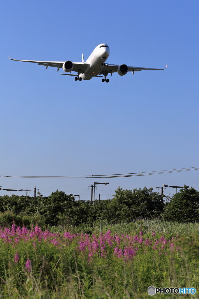 JAL A350 慣熟飛行　その４