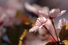 桜便り　No1